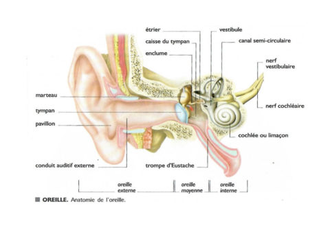 Tout Savoir Sur Les Acouph Nes Association Biologique Internationale