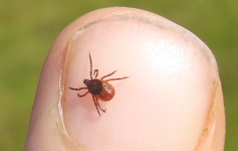Maladie de Lyme : risques, diagnostiques et traitements naturels