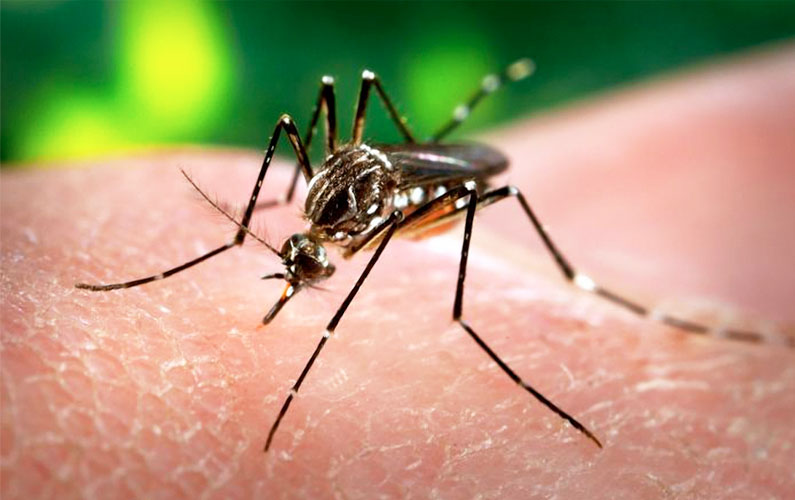 Prévention et traitements naturels contre le virus Zika