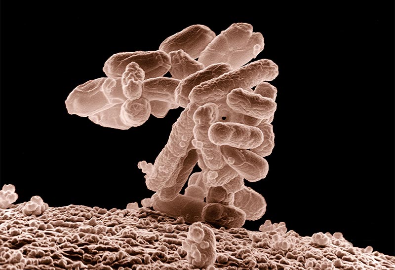 Comment régénérer nos différents microbiotes ?