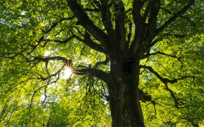 Les arbres, nos amis…