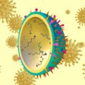 Comparaison entre la grippe saisonnière et le Covid-19