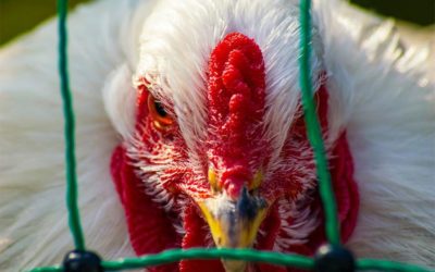 Grippe aviaire : traitement naturel par l’aromathérapie
